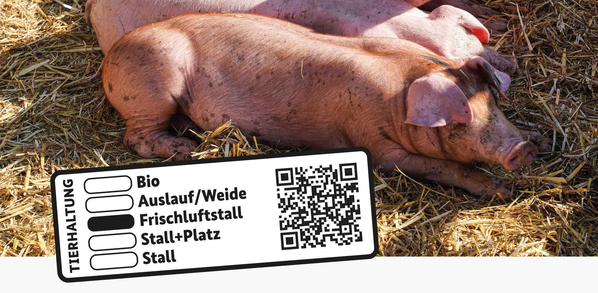 Entspannte Schweine liegen auf Stroh im Freien und genießen die Sonne.  