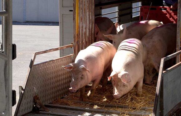 Tiertransport-Anhänger mit Schweinen, die auf einem Strohboden bei der Tierannahme stehen.  