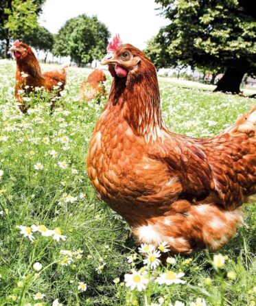 Hühner auf einer grünen Wiese